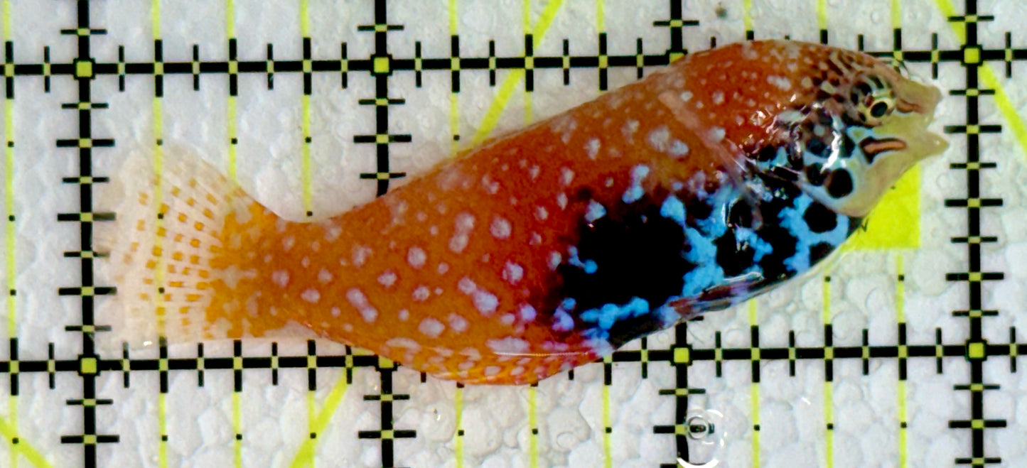 BlueStar Divided Leopard Wrasse  Female BLW062201 WYSIWYG Size: XL 3"