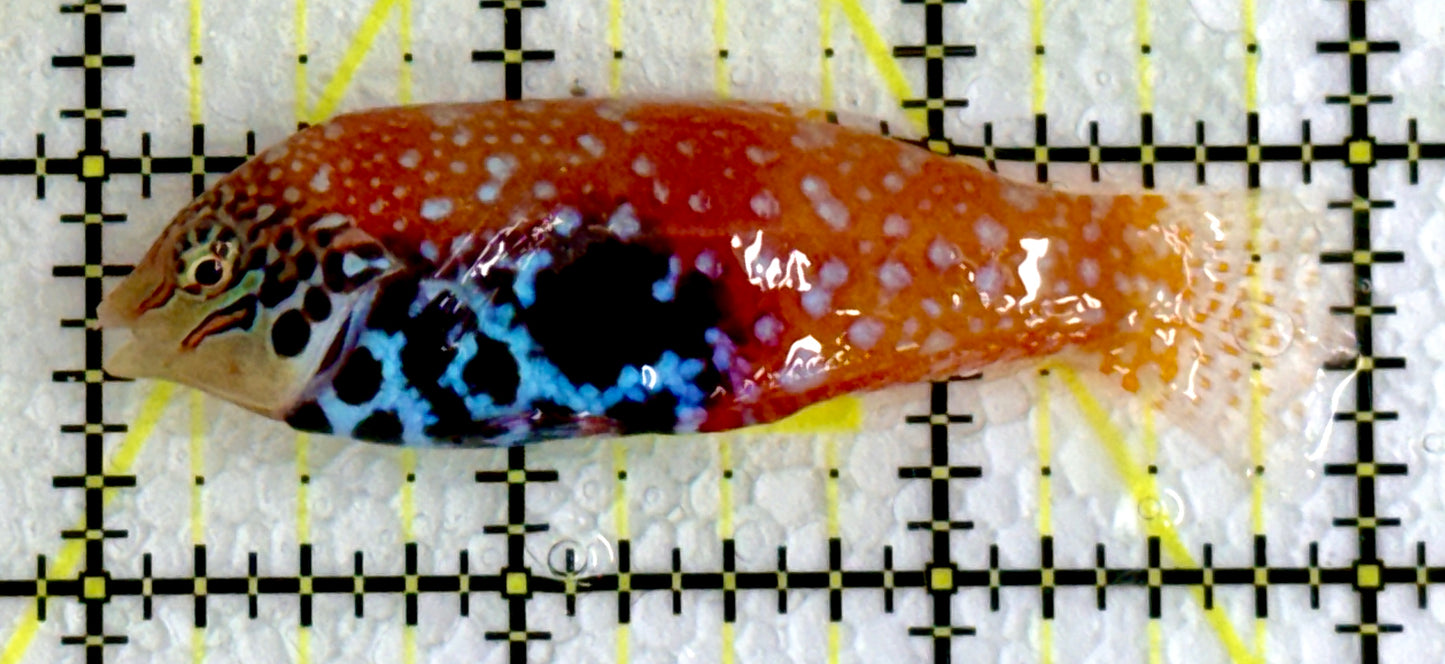 BlueStar Divided Leopard Wrasse  Female BLW062201 WYSIWYG Size: XL 3"