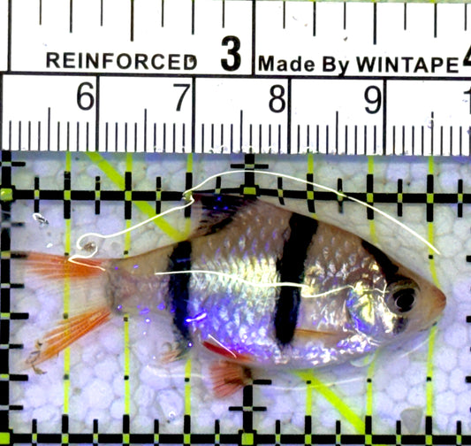 Tiger Barb TB060901 WYSIWYG Size: S 1.75" approx