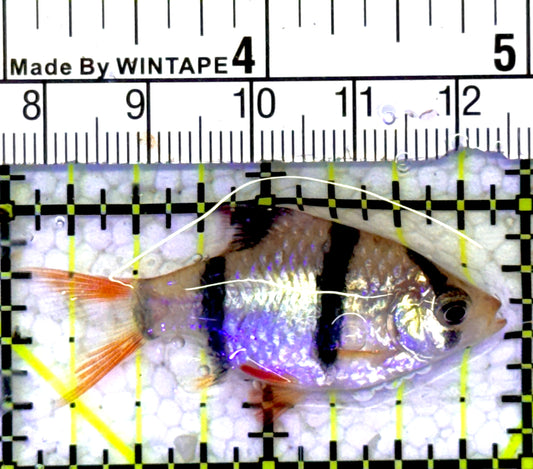 Tiger Barb TB060902 WYSIWYG Size: S 1.75" approx