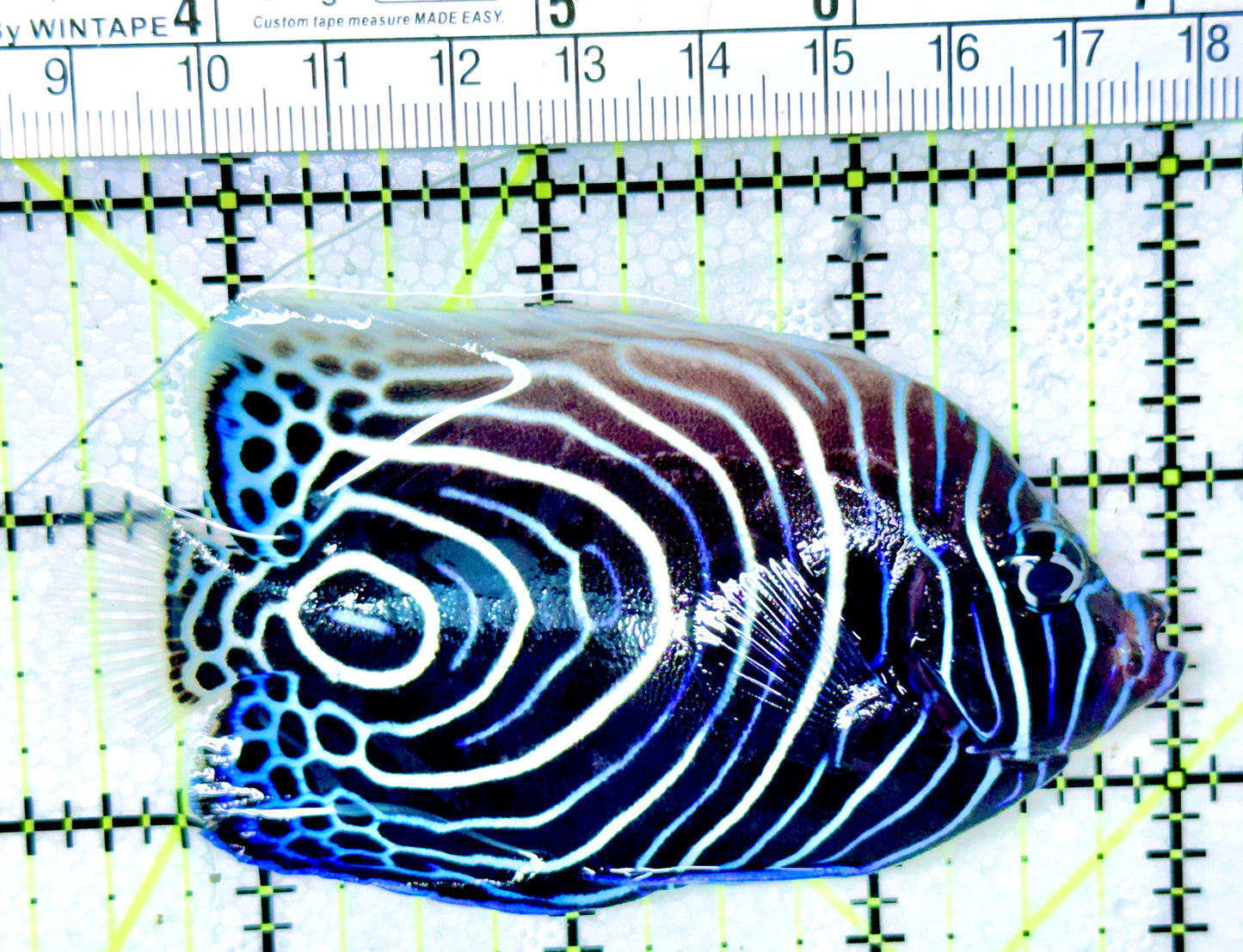 Emperor Angelfish Juvenile EAJ041301 WYSIWYG Size: L 3.5"