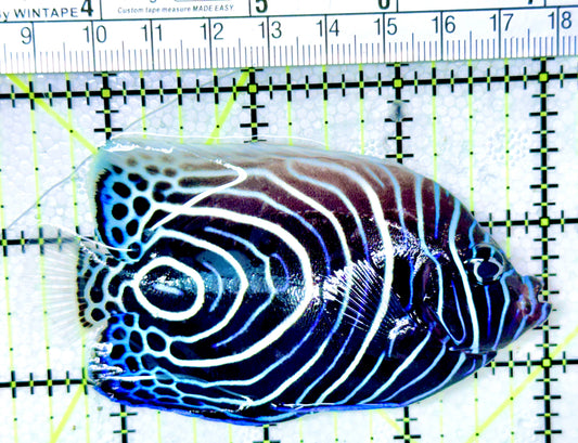 Emperor Angelfish Juvenile EAJ041301 WYSIWYG Size: L 3.5"