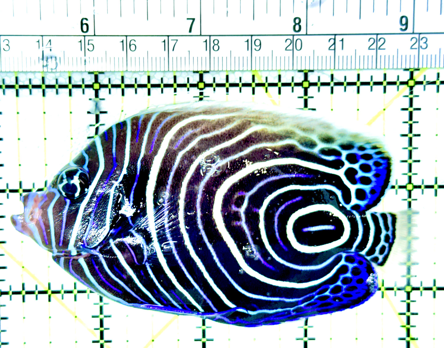 Emperor Angelfish Juvenile EAJ041302 WYSIWYG Size: L 4"