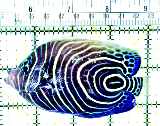 Emperor Angelfish Juvenile EAJ041302 WYSIWYG Size: L 4"