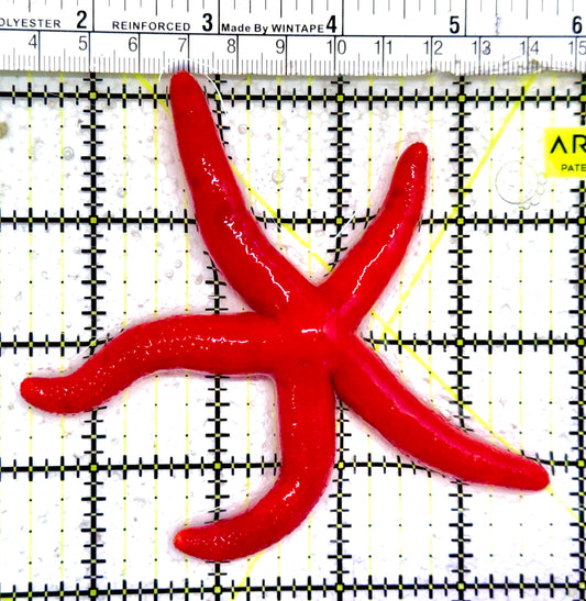 Red Orange Linckia Starfish A grade (Maldives) ROLS042602 WYSIWYG Size: Large 4.5"