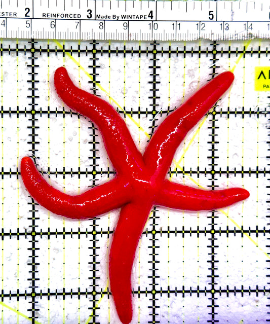 Red Orange Linckia Starfish A grade (Maldives) ROLS042601 WYSIWYG Size: Large 4.5"