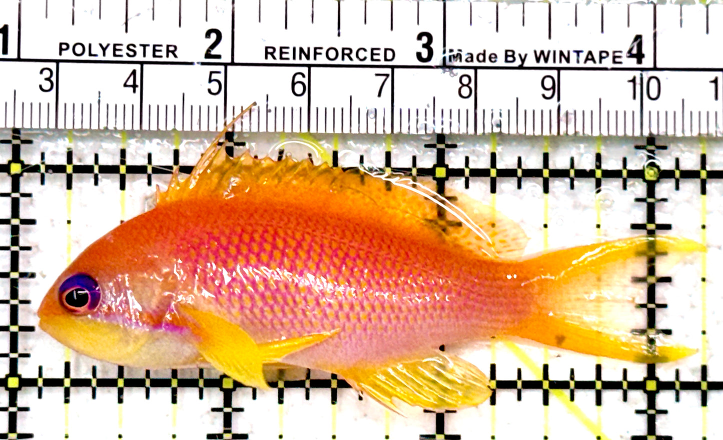 Female Lyretail Anthias (Maldives) FLA042601 WYSIWYG Size: XL 2.25"