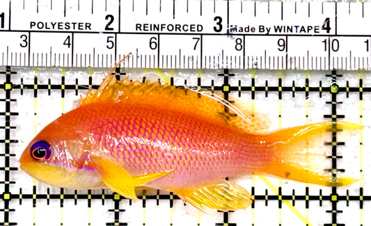 Female Lyretail Anthias (Maldives) FLA042601 WYSIWYG Size: XL 2.25"