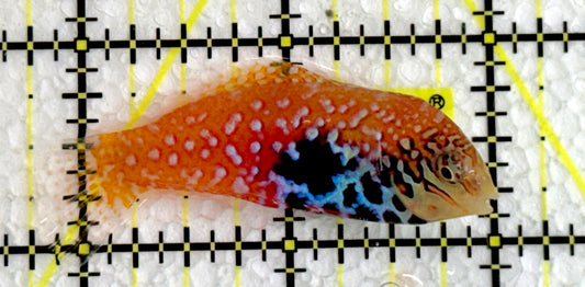 BlueStar Divided Leopard Wrasse Female BLW062205 WYSIWYG Size: L 2.25"