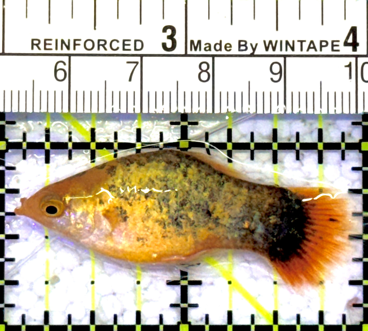 Golden Calico Platy GCP060901 WYSIWYG Size: S 2" approx