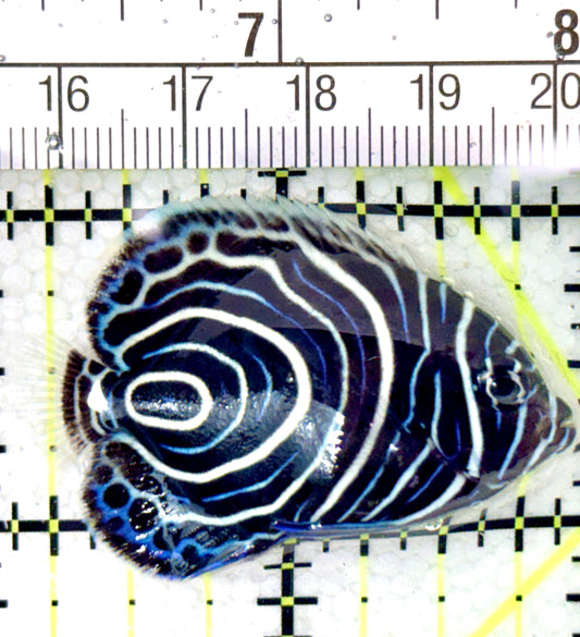 Emperor Angelfish Juvenile EAJ041401 WYSIWYG Size: M 2" approx