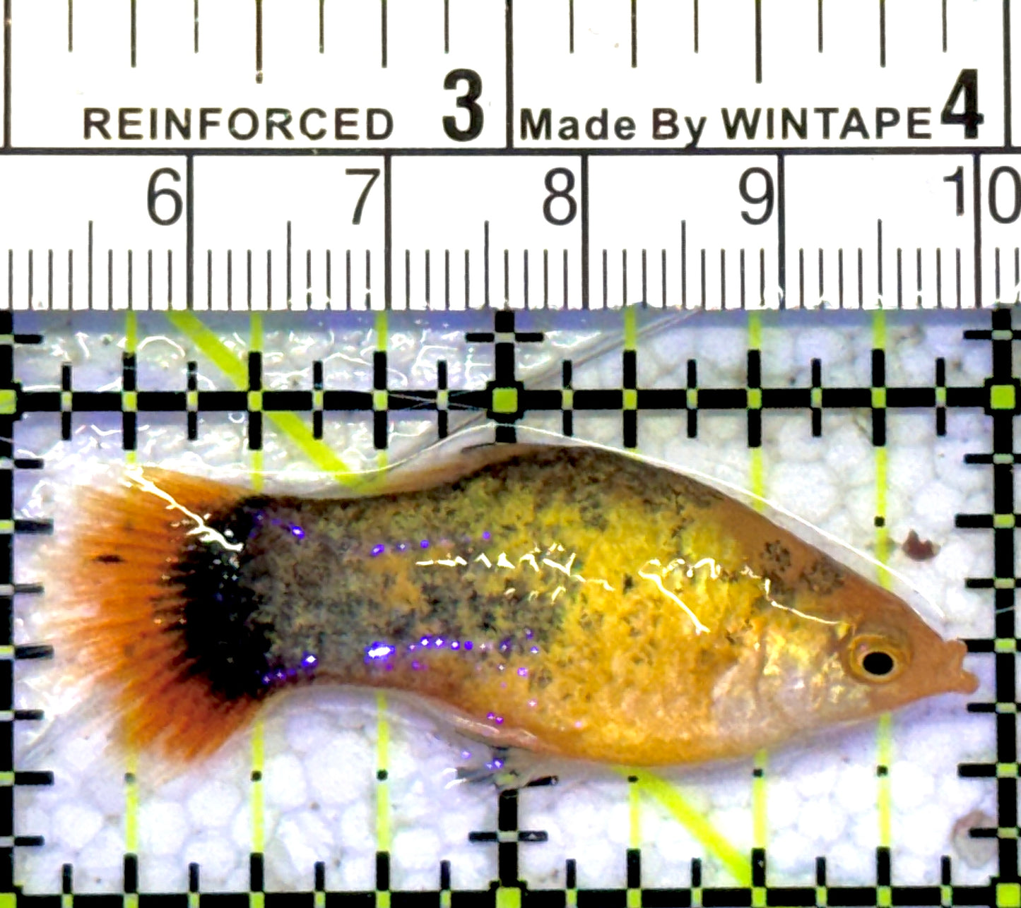 Golden Calico Platy GCP060901 WYSIWYG Size: S 2" approx