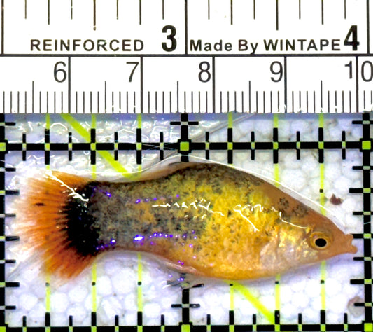 Golden Calico Platy GCP060901 WYSIWYG Size: S 2" approx