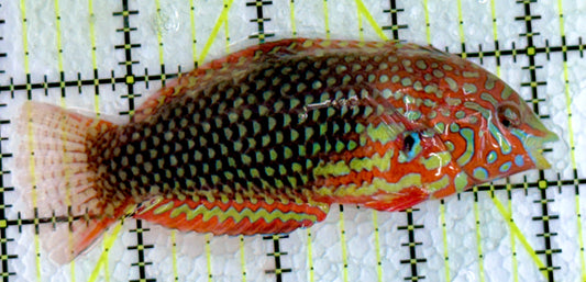 Ornate Leopard Wrasse OLW062202 WYSIWYG Size: XXL 4"