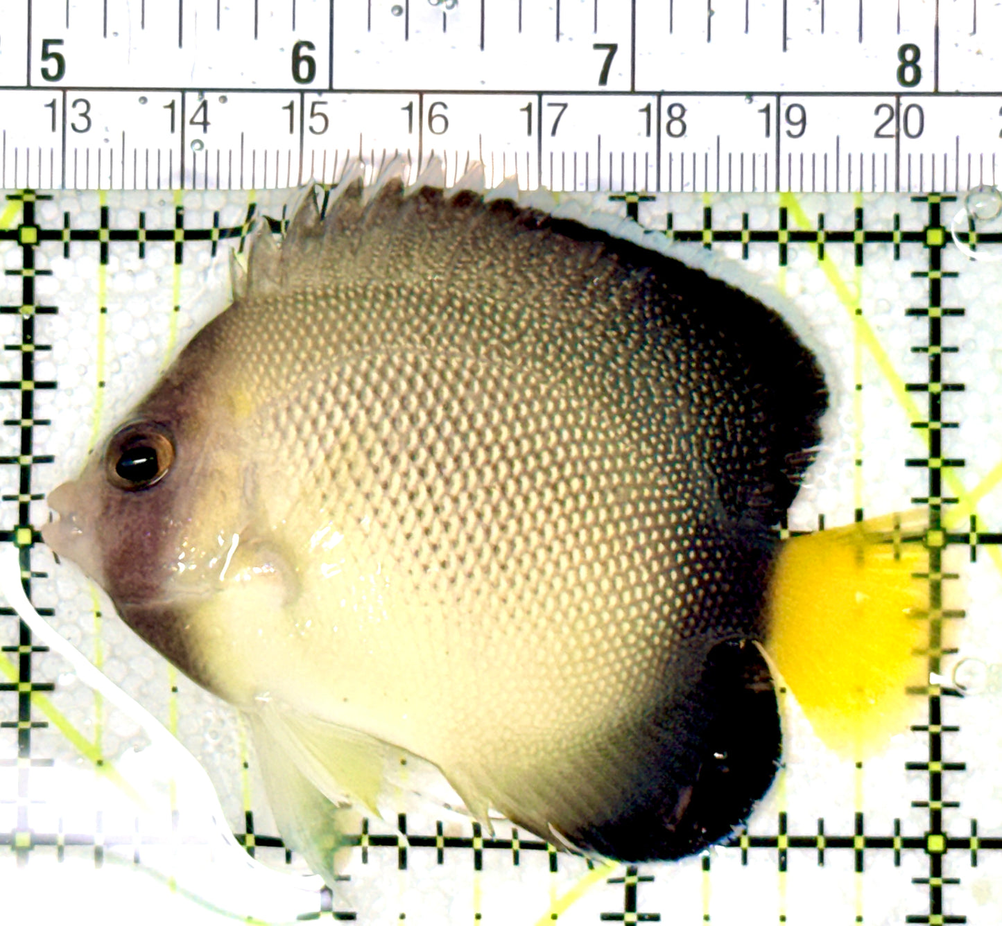 Cream Angelfish CA041301 WYSIWYG Size: ML 3.25" approx
