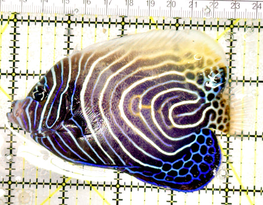 Emperor Angelfish Juvenile/(May be Transition) EAJ041402 WYSIWYG Size: XL 4.5" approx