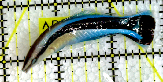 Blue Cleaner Wrasse BCW062202 WYSIWYG Size: XL 2.5"