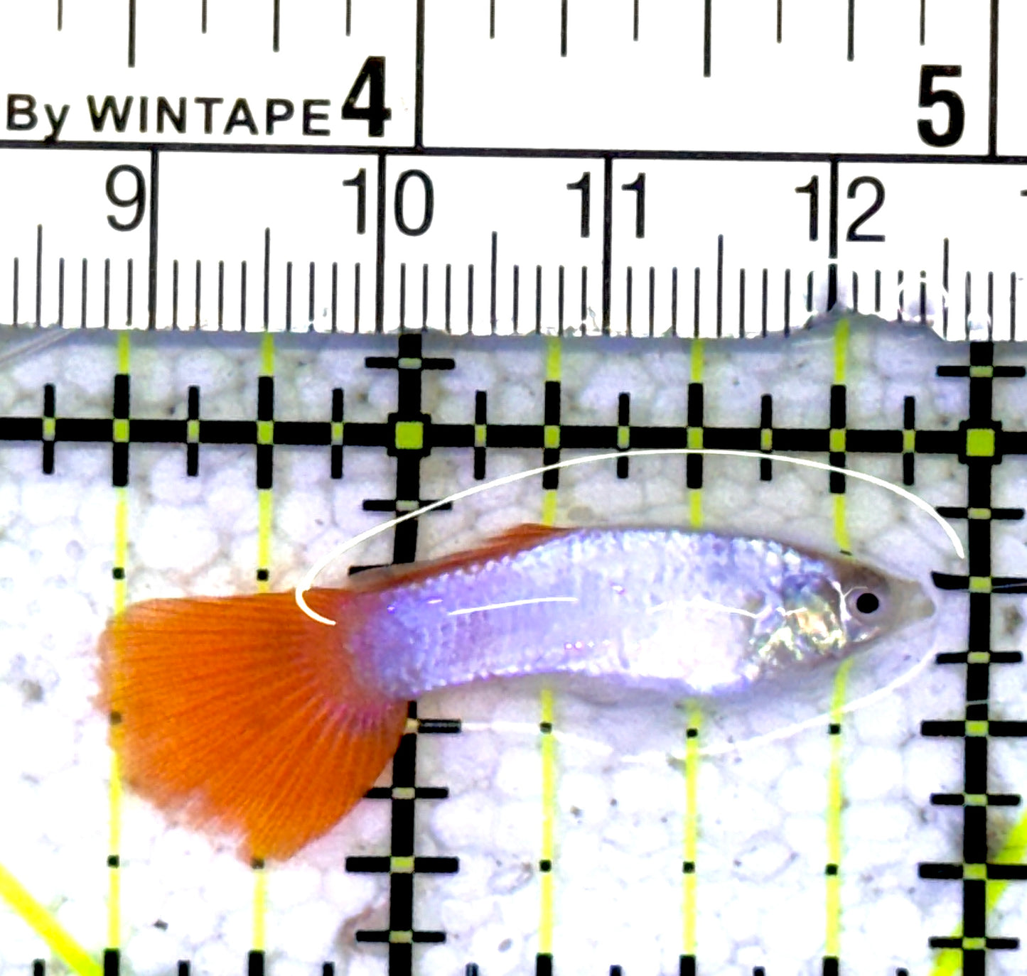 Assorted Female Guppies AFG060901 WYSIWYG Size: S 1.5" approx