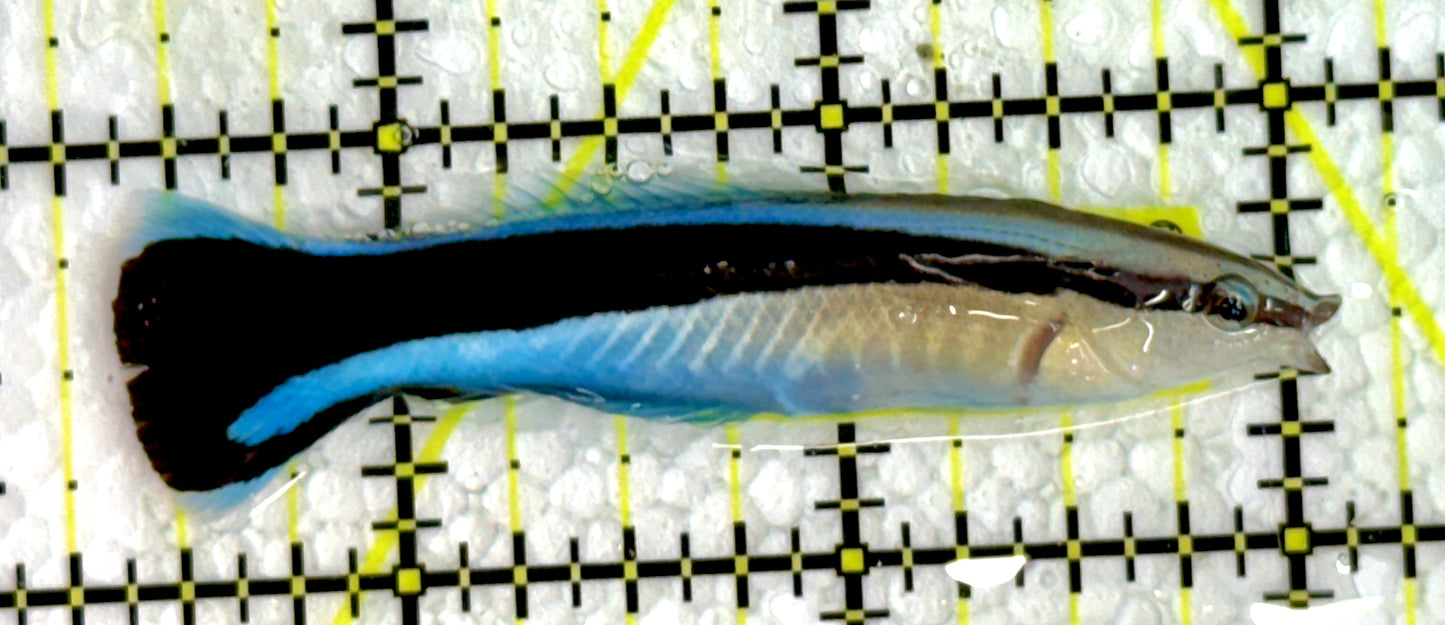 Blue Cleaner Wrasse BCW062202 WYSIWYG Size: XL 2.5"