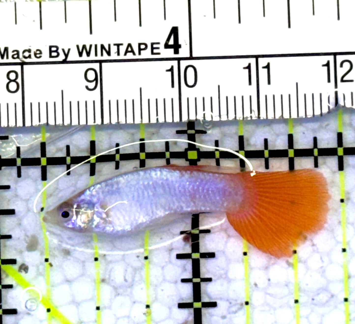 Assorted Female Guppies AFG060901 WYSIWYG Size: S 1.5" approx