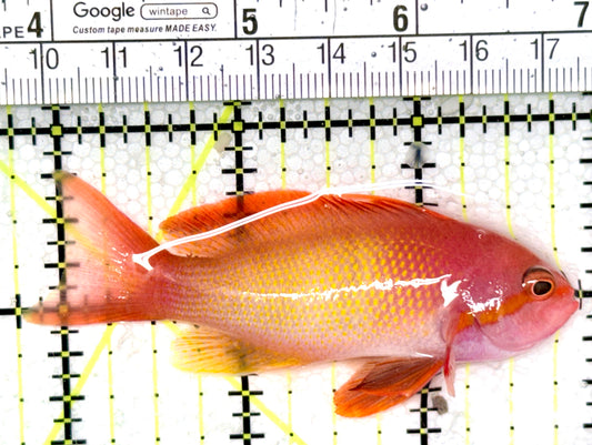 Male Lyretail Anthias (Maldives) MLA041401 WYSIWYG Size: M 3" approx
