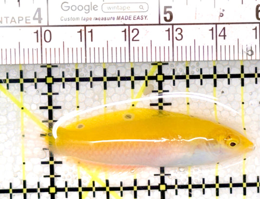 Yellow Purple Wrasse YPW041401 WYSIWYG Size: S 2" approx