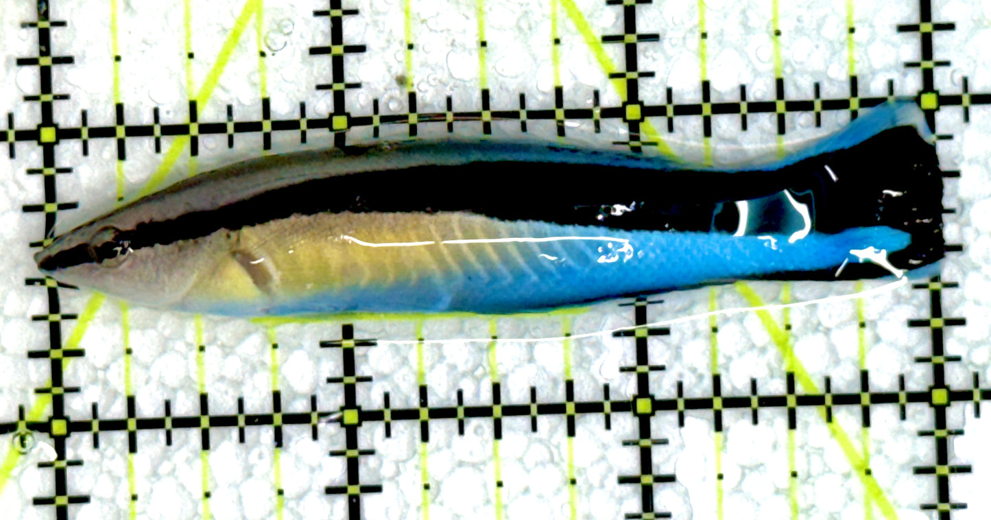 Blue Cleaner Wrasse BCW062203 WYSIWYG Size: XL 3"