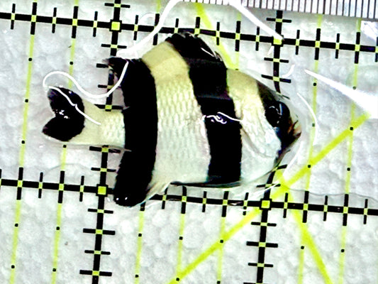 Four Stripe Damselfish FSD072103 WYSIWYG Size: 1.5" approx - Violet Aquarium 
