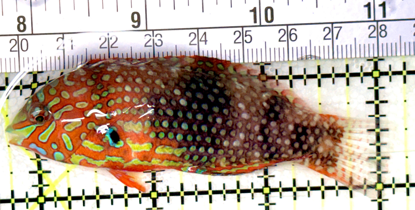 Ornate Leopard Wrasse OLW041401 WYSIWYG Size: XL 3.25" approx