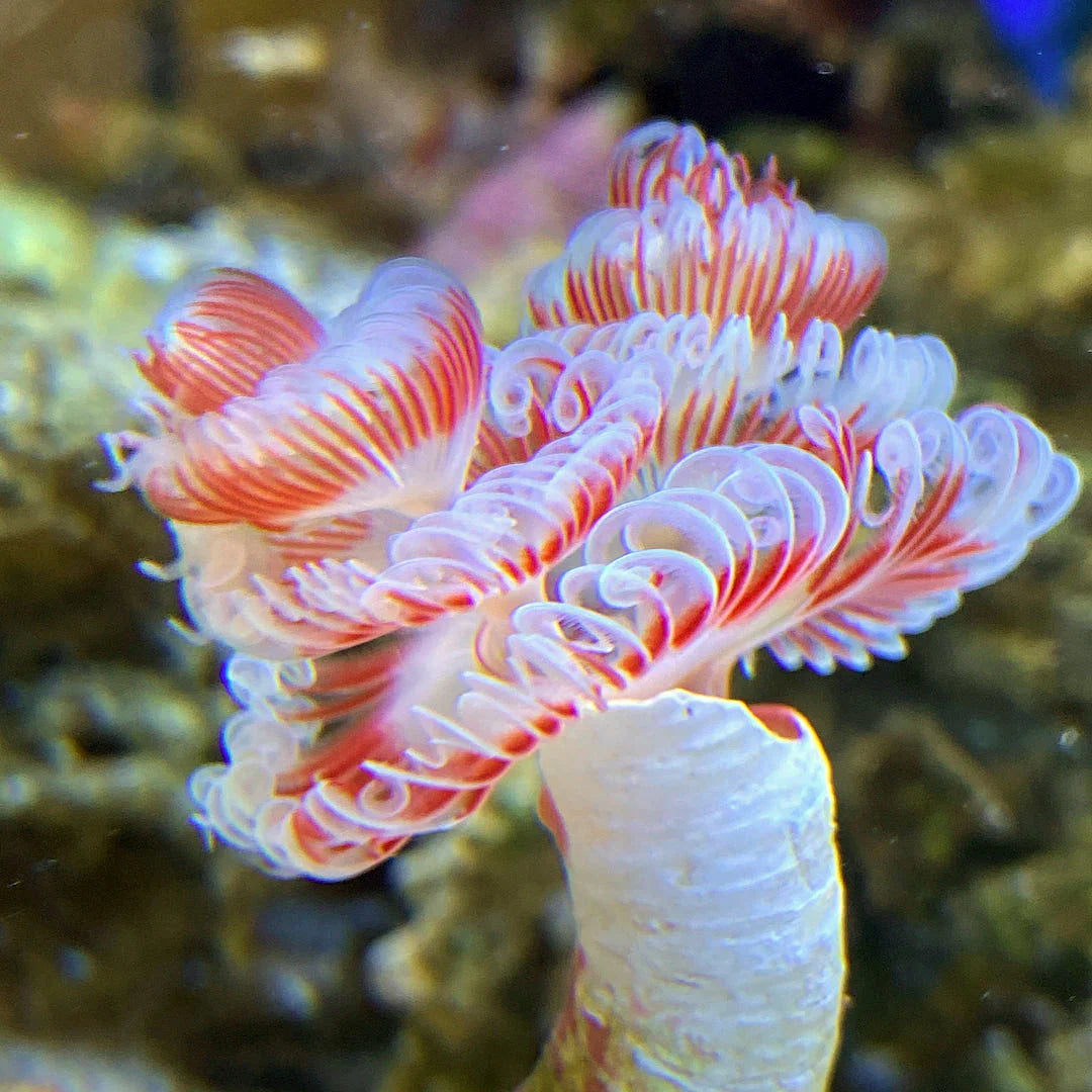 White Hard Shell Red Coco Worm - Violet Aquarium 