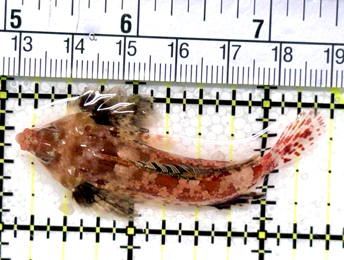 Red Scooter Dragonet (Maldives Bright Red) RSD041401 WYSIWYG Size: XXL/SHOW 2.5" approx