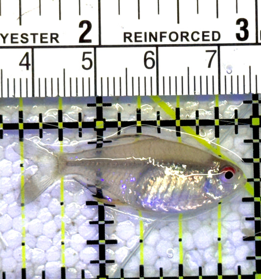 Astyanax Fish AF051001 WYSIWYG Size : S 1.5" approx