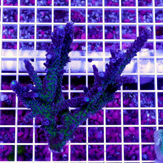 Australia Acropora Abrolhosensis Mother Colony AAAMC072201 WYSIWYG