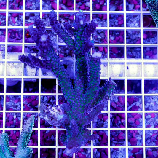Australia Acropora Abrolhosensis Mother Colony AAAMC072203 WYSIWYG