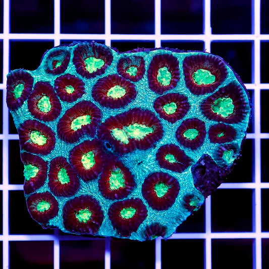 Indo Ultra Favia Mother Colony IUFMC072201 WYSIWYG