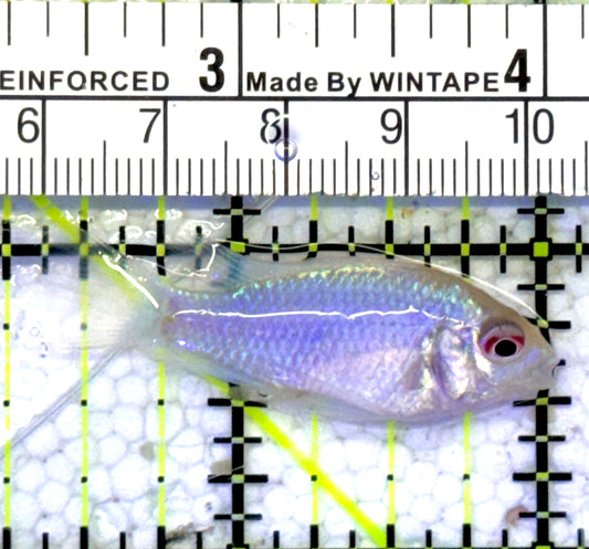 Blue Ram BR061001 WYSIWYG Size: S 1.75" approx