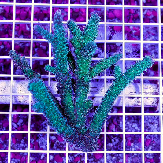 Ultra Australia Acropora Abrolhosensis Mother Colony UAAAMC072204 WYSIWYG