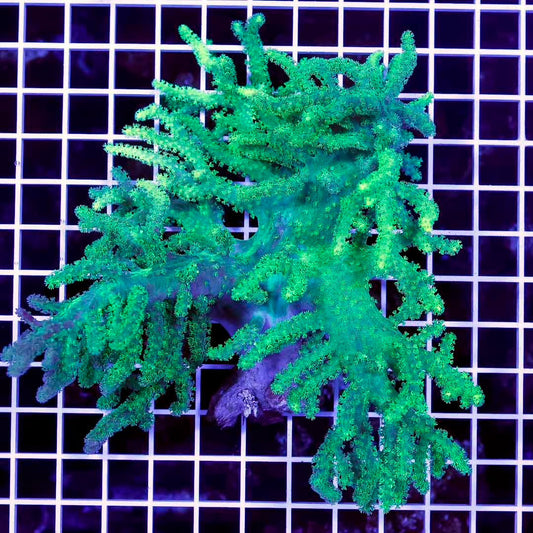Ultra Aussie Green Sinularia Mother Colony UAGSMC072201 WYSIWYG