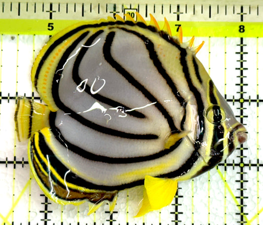 Meyer's Butterflyfish MB062401 WYSIWYG Size: L 3.75" approx