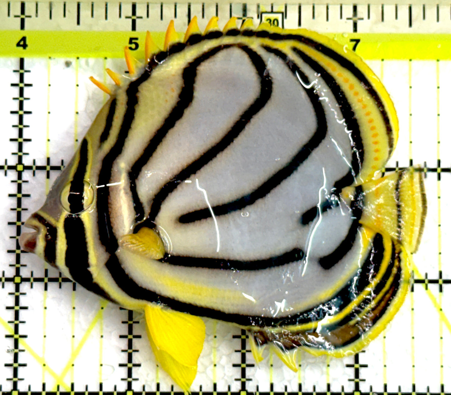 Meyer's Butterflyfish MB062401 WYSIWYG Size: L 3.75" approx