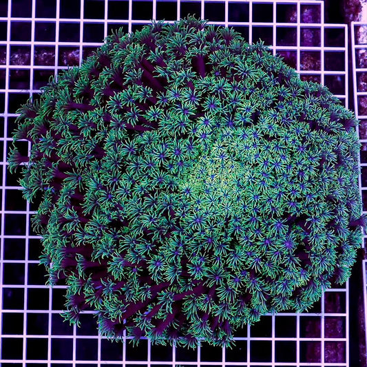 Neon Aussie Goniopora Mother Colony NAGMC072201 WYSIWYG
