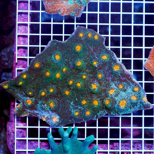 Neon Aussie Echinophyllia Mother Colony NAEMC072201 WYSIWYG