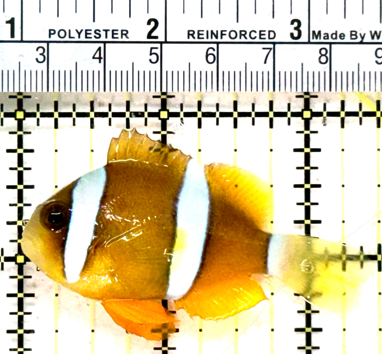 Clarkii Clownfish CC050501 WYSIWYG Size: ML 2.5" (Orange Clarkii Solomon Islands)
