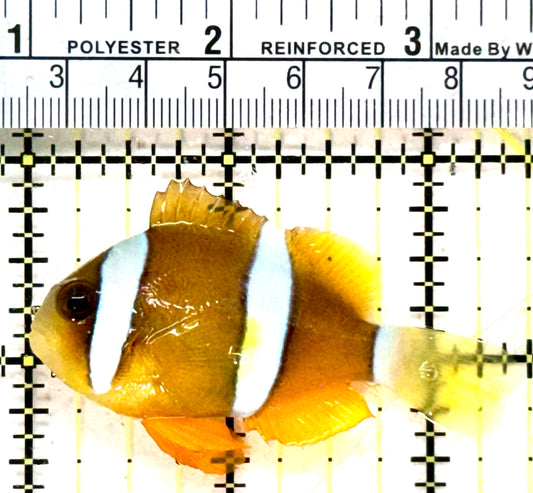 Clarkii Clownfish CC050501 WYSIWYG Size: ML 2.5" (Orange Clarkii Solomon Islands)