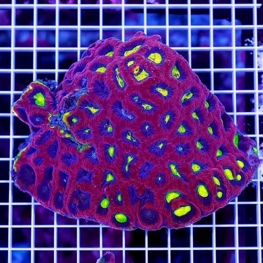 Ultra Aussie Prism Favia Mother Colony UAPFMC072201 WYSIWYG
