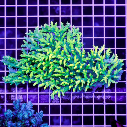 Ultra Hot Australian Acropora Mother Colony UHAAMC072203 WYSIWYG