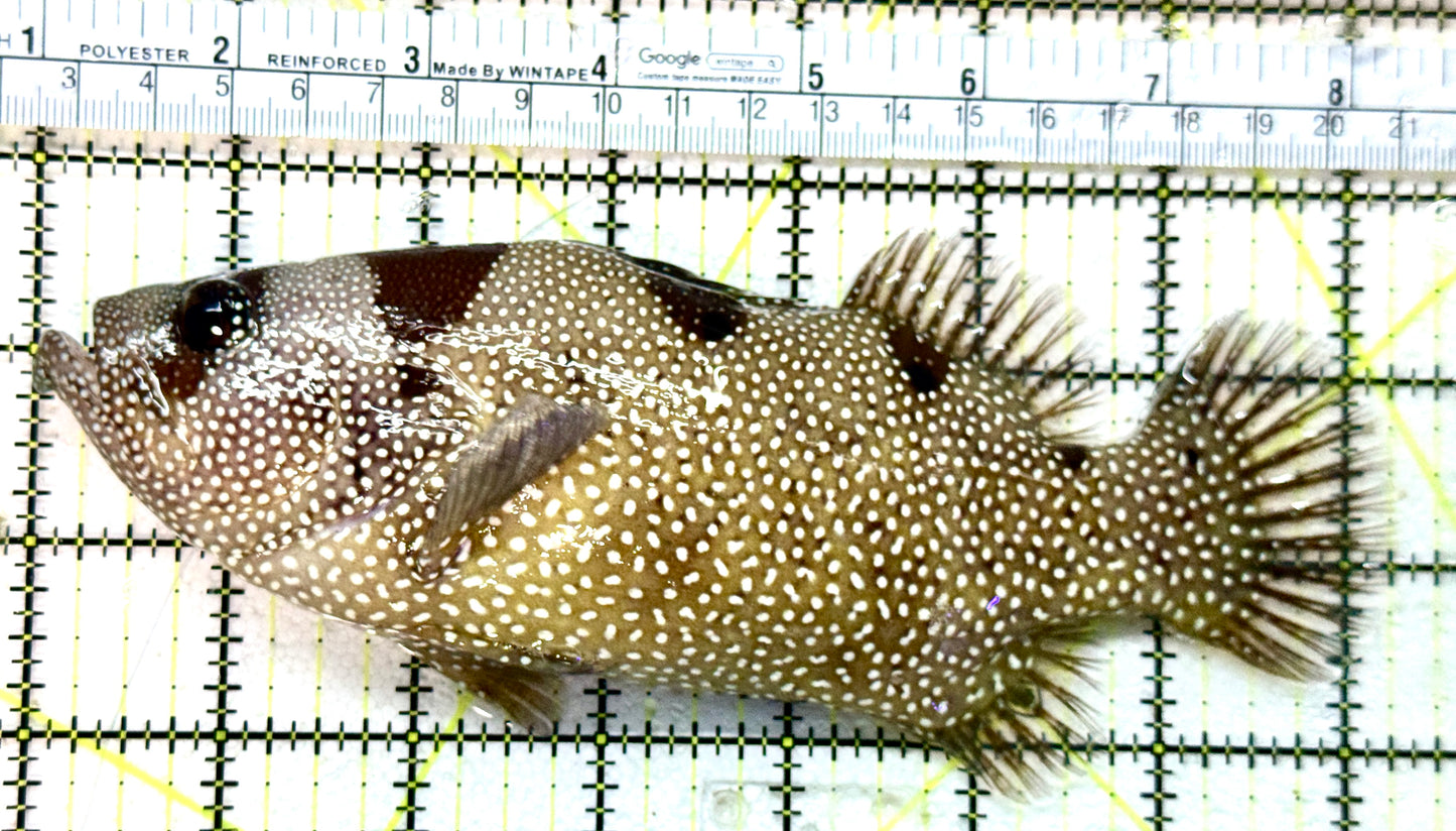Clown Grouper CG050501 WYSIWYG Size: XXL 7" approx Solomon Islands Special Grade)