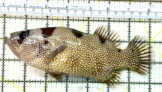 Clown Grouper CG050501 WYSIWYG Size: XXL 7" approx Solomon Islands Special Grade)