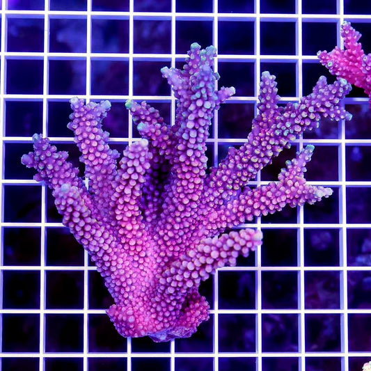 Ultra Hot Australian Acropora Mother Colony UHAAMC072204 WYSIWYG