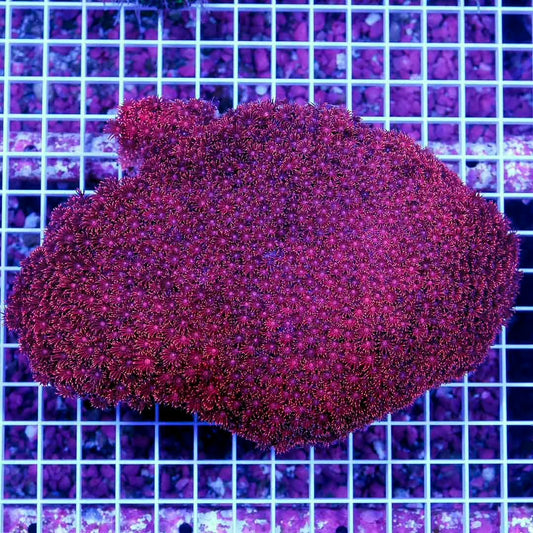 Ultra Hot Red  Australian Goniopora Size: L 1.5" to 2" Frag Approx.